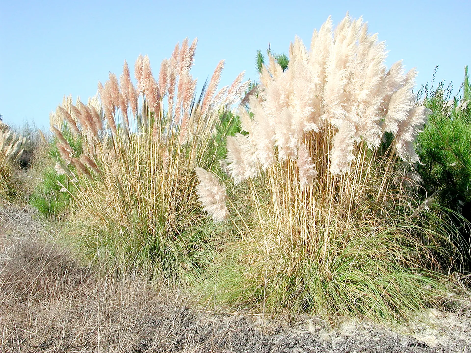 Cortaderia