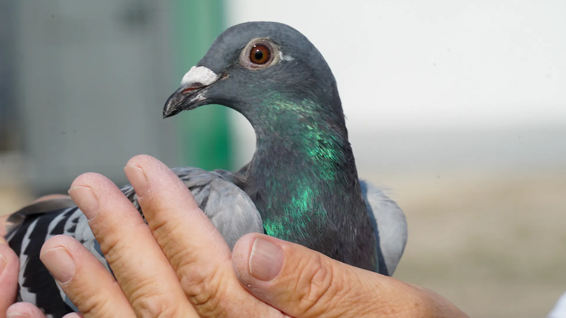 Pombo vencedor