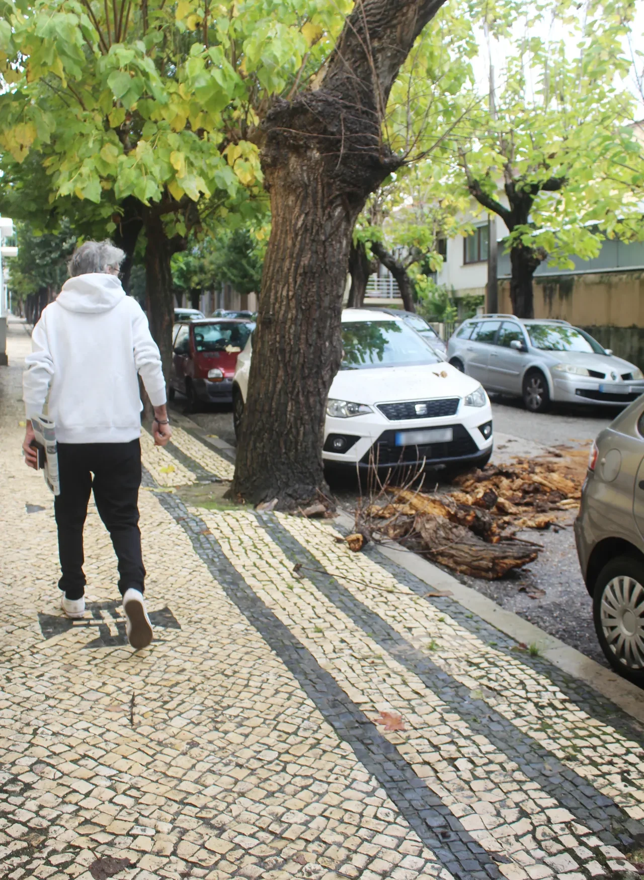 Arvores perigo figueira da foz