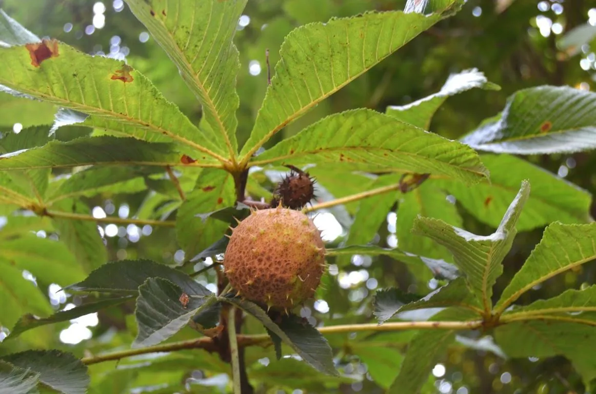 Castanheiro Da Índia 2