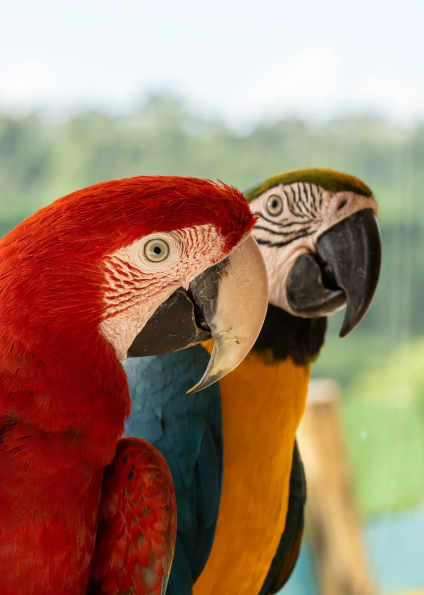 Scarlet Macaw And Blue And Yellow Macaw