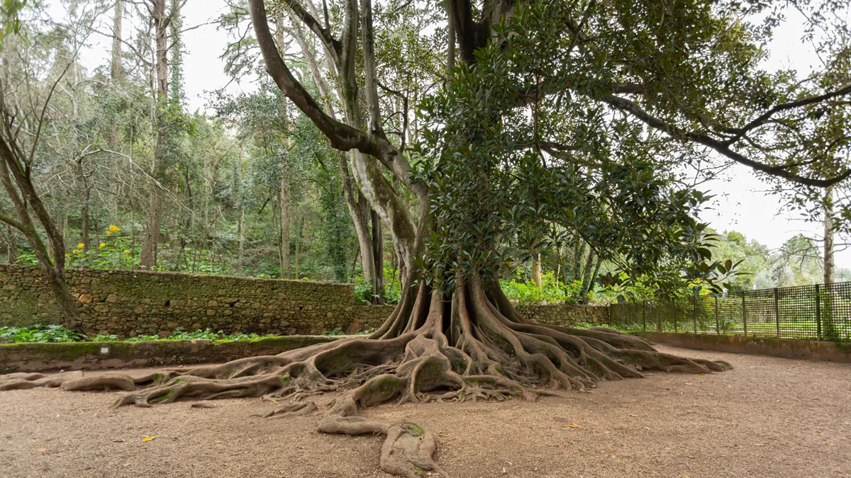 Figueira dos Amores, dos Jardins da Quinta das Lágrimas, é a 