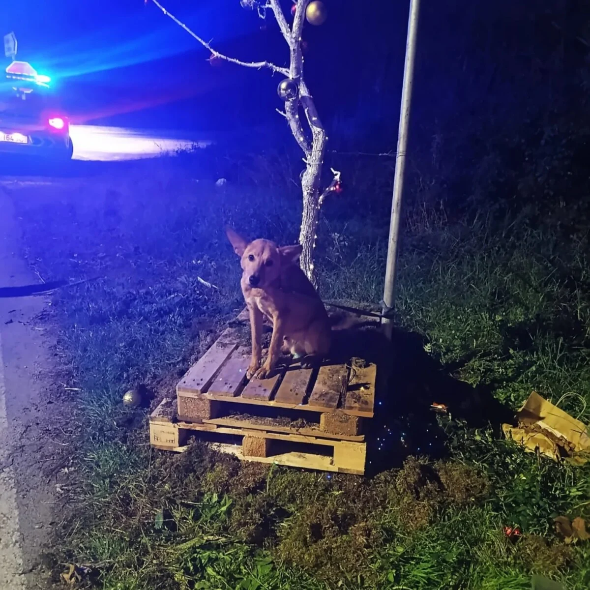 Cão Abandonado Cioga