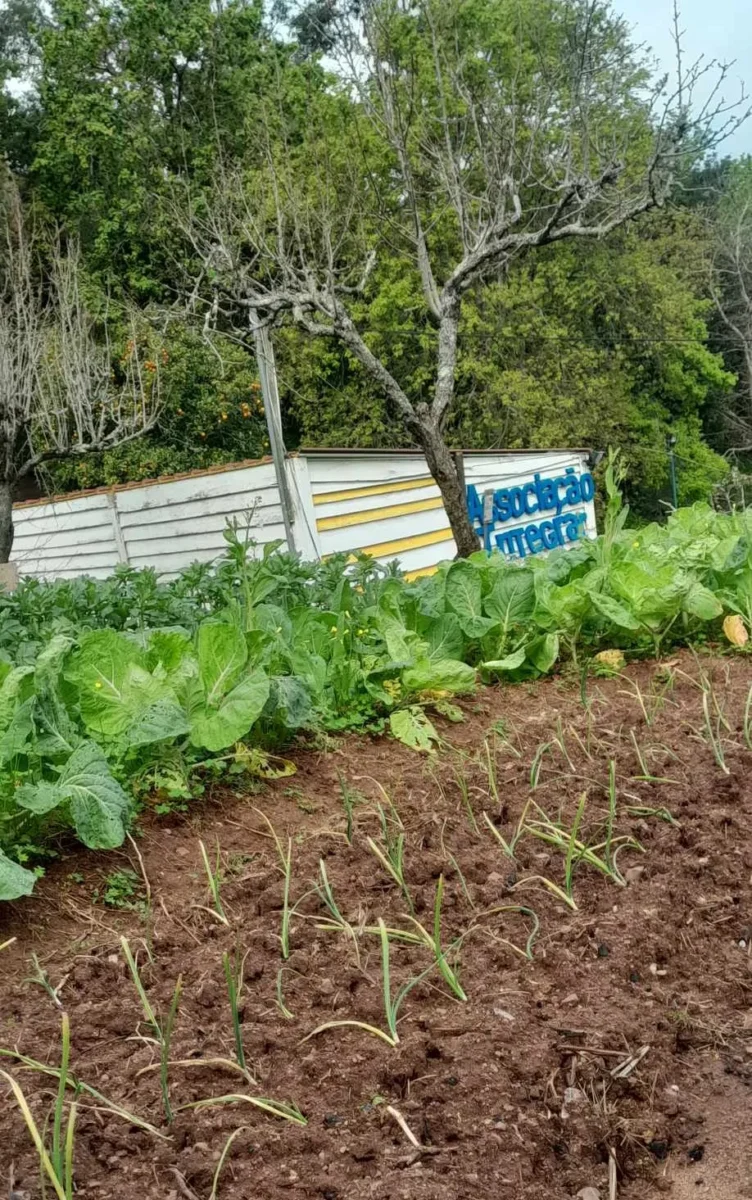 P4 Cao Quinta Dos Olivais Produção Agrícola 1