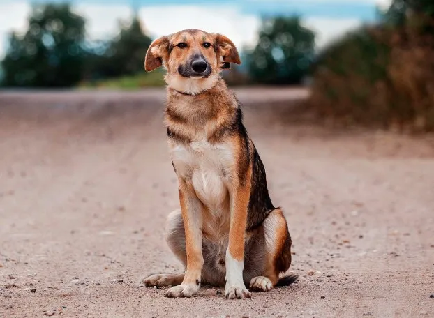 Cão