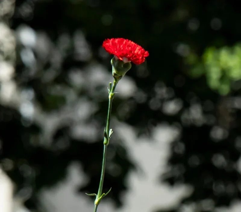 Cravo Vermelho