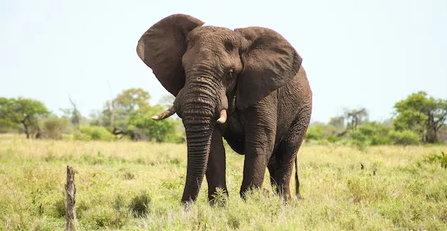 Elefante Africano