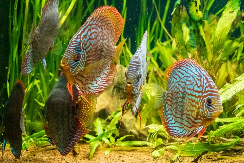 Peixes