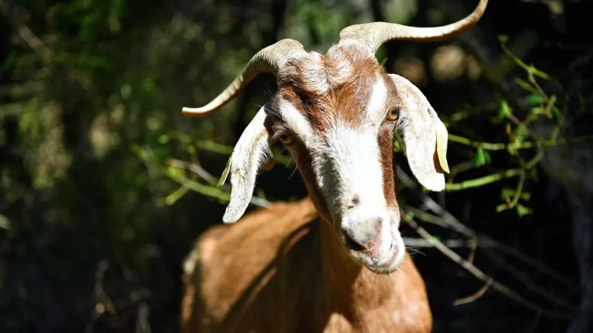 Cabras Sapadoras