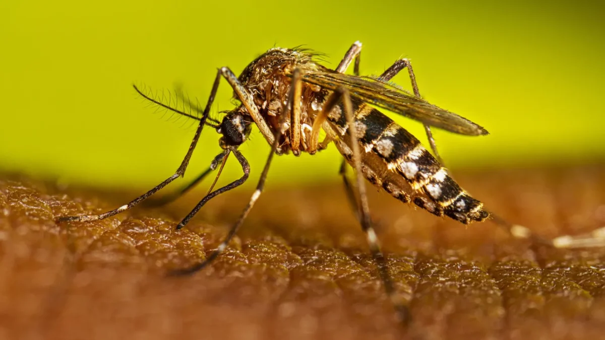 Dengue