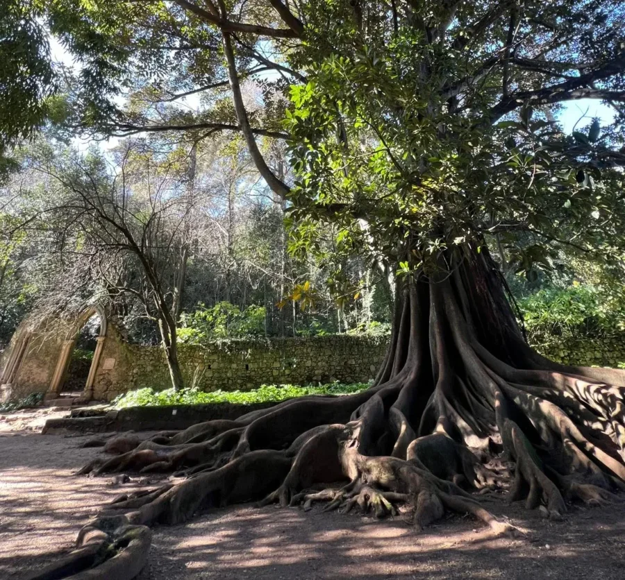 Figueira Dos Amores Inês Morais