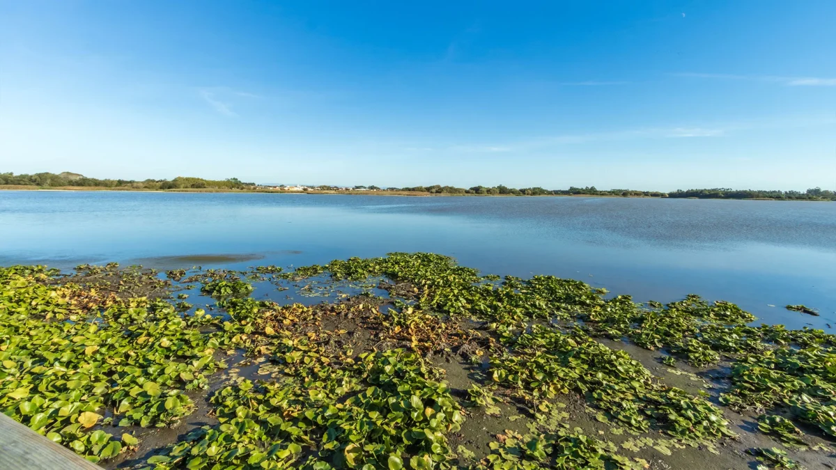 Fotografia: Vela Pravida - Associação Cívica Progresso, Requalificação, Ambiente, Vida e Ação na Lagoa da Vela