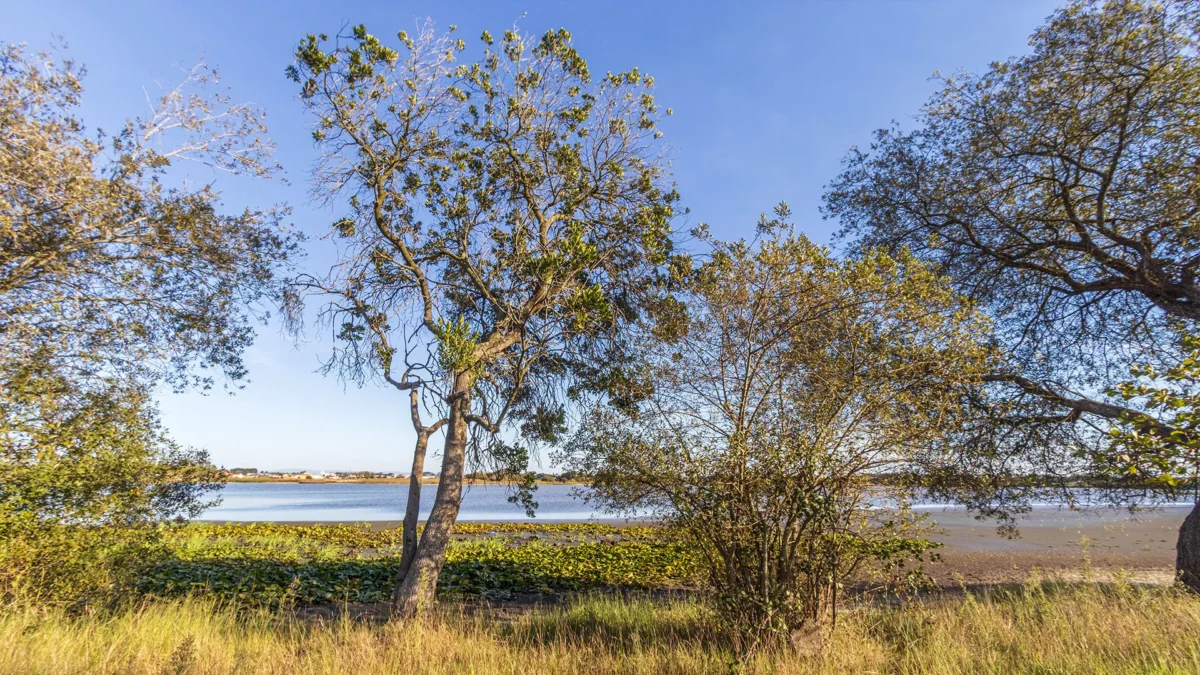 Fotografia: Vela Pravida - Associação Cívica Progresso, Requalificação, Ambiente, Vida e Ação na Lagoa da Vela