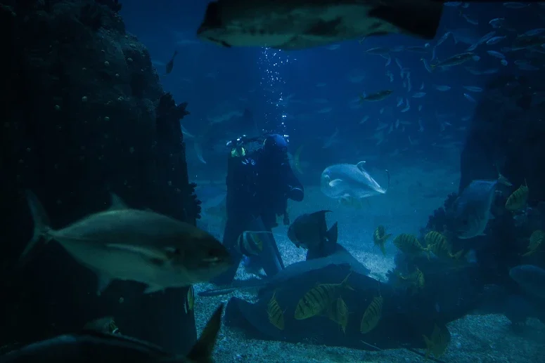 Bactéria Em Corais Do Oceanário