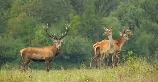 Corsos E Veados Serra Da Lousa